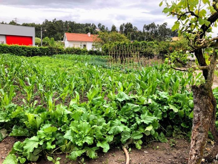 Juncal Casinha Da Avo Rosarioアパートメント エクステリア 写真
